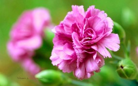 母亲节康乃馨壁纸 1600 1200 1600 1200 康乃馨鲜花图片 Pink Carnation flower 母亲节康乃馨鲜花壁纸 花卉壁纸