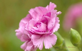 母亲节康乃馨壁纸 1600 1200 康乃馨鲜花图片 Pink Carnation flower 母亲节康乃馨鲜花壁纸 花卉壁纸