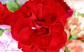 母亲节康乃馨壁纸 1600 1200 1600 1200 红色康乃馨图片 Red Carnation Flower 母亲节康乃馨鲜花壁纸 花卉壁纸