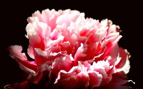 母亲节康乃馨壁纸 1600 1200 1600 1200 红色康乃馨图片Pink Carnation Flower 母亲节康乃馨鲜花壁纸 花卉壁纸