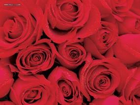  情人节玫瑰花图片 Valentine Rose Desktop Wallpaper<br> 情人节主题-玫瑰花特写 花卉壁纸