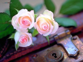  情人节玫瑰花图片 Valentine Rose Desktop Wallpaper<br> 情人节主题-玫瑰花特写 花卉壁纸