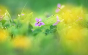  柔和梦幻的鲜花图片 柔光摄影 -梦幻唯美野花摄影 花卉壁纸