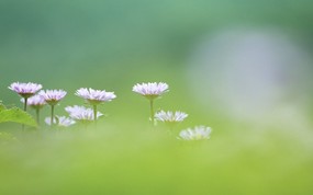  柔光摄影 朦胧柔和鲜花图片 柔光摄影 -梦幻唯美野花摄影 花卉壁纸