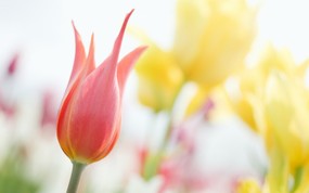 柔焦摄影-朦胧浪漫花卉摄影 花卉壁纸