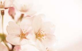  柔光镜头 浪漫朦胧花卉摄影 柔焦摄影-朦胧浪漫花卉摄影 花卉壁纸