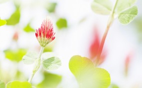  柔光效果 朦胧柔和鲜花图片 柔焦摄影-朦胧浪漫花卉摄影 花卉壁纸