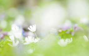  柔光效果 朦胧柔和鲜花图片 柔焦摄影-朦胧浪漫花卉摄影 花卉壁纸