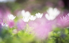 柔焦摄影 柔和朦胧的鲜花图片 柔焦摄影-朦胧浪漫花卉摄影 花卉壁纸