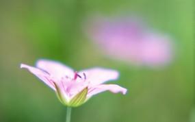  柔焦镜头拍摄的鲜花图片 柔焦摄影-朦胧浪漫花卉摄影 花卉壁纸