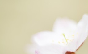  柔光镜头 浪漫朦胧花卉摄影 柔焦摄影-朦胧浪漫花卉摄影 花卉壁纸