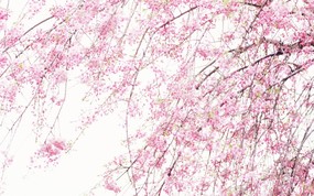  柔焦摄影 浪漫朦胧花卉图片 柔焦摄影-朦胧浪漫花卉摄影 花卉壁纸