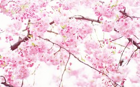  柔焦镜头拍摄的鲜花图片 柔焦摄影-朦胧浪漫花卉摄影 花卉壁纸