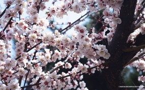  日本樱花图片 Japanese Sakura Cherry Blossom Photos 三月樱花节-樱花壁纸 花卉壁纸