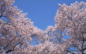  日本樱花图片 Japanese Sakura Cherry Blossom Photos 三月樱花节-樱花壁纸 花卉壁纸