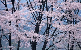  浪漫樱花壁纸 Japanese Cherry Blossom wallpapers 三月樱花节-樱花壁纸 花卉壁纸