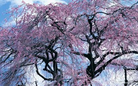  浪漫樱花壁纸 Japanese Cherry Blossom wallpapers 三月樱花节-樱花壁纸 花卉壁纸
