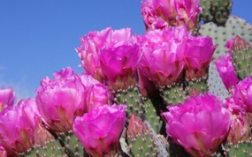 生命的绽放 植物花卉壁纸精选 第一辑 Beavertail Cactus Joshua Tree National Park California 仙人掌花图片壁纸 生命的绽放植物花卉壁纸精选 第一辑 花卉壁纸