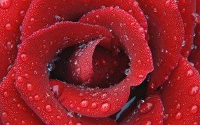 生命的绽放 植物花卉壁纸精选 第一辑 Delicate Dewy Rose 露湿的玫瑰图片壁纸 生命的绽放植物花卉壁纸精选 第一辑 花卉壁纸