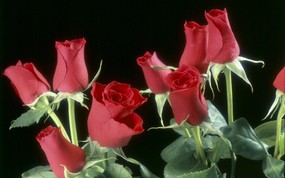 生命的绽放 植物花卉壁纸精选 第一辑 Red Roses 红玫瑰图片壁纸 生命的绽放植物花卉壁纸精选 第一辑 花卉壁纸