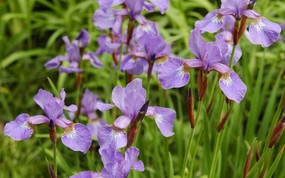 生命的绽放 植物花卉壁纸精选 第一辑 Flowering Irises 鸢尾图片壁纸 生命的绽放植物花卉壁纸精选 第一辑 花卉壁纸