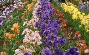 生命的绽放 植物花卉壁纸精选 第一辑 Iris Farm 鸢尾图片壁纸 生命的绽放植物花卉壁纸精选 第一辑 花卉壁纸