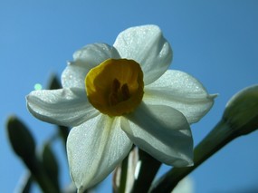 花卉摄影系列 水仙花 水仙花图片壁纸 Narcissus flower Desktop wallpaper 水仙花壁纸 花卉壁纸