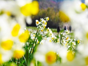 花卉摄影系列 水仙花 水仙花图片壁纸 Narcissus flower Desktop wallpaper 水仙花壁纸 花卉壁纸