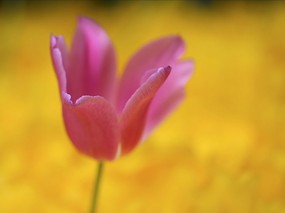 个人花卉摄影 郁金香 郁金香的图片壁纸Tulip Flower Desktop wallpaper Tulip 郁金香壁纸 花卉壁纸