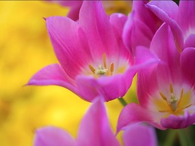 个人花卉摄影 郁金香 粉红色郁金香壁纸Tulip Flower Desktop wallpaper Tulip 郁金香壁纸 花卉壁纸