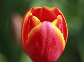个人花卉摄影 郁金香 郁金香图片壁纸Tulip Flower Desktop wallpaper Tulip 郁金香壁纸 花卉壁纸