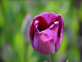 个人花卉摄影 郁金香 紫色郁金香 紫郁金香Tulip Flower Desktop wallpaper Tulip 郁金香壁纸 花卉壁纸