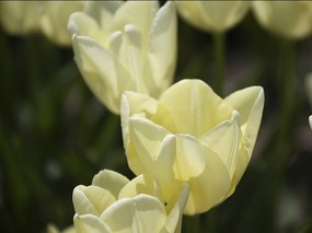 个人花卉摄影 郁金香 白色郁金香 白郁金香Tulip Flower Desktop wallpaper Tulip 郁金香壁纸 花卉壁纸
