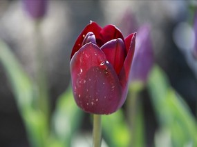 个人花卉摄影 郁金香 郁金香图片壁纸Tulip Flower Desktop wallpaper Tulip 郁金香壁纸 花卉壁纸