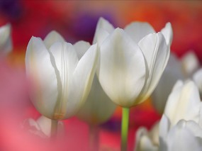 个人花卉摄影 郁金香 白色郁金香 白郁金香Tulip Flower Desktop wallpaper Tulip 郁金香壁纸 花卉壁纸