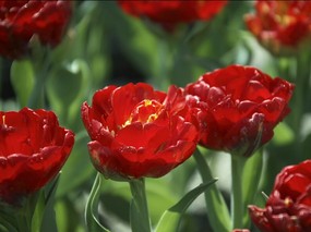 个人花卉摄影 郁金香 多瓣郁金香的图片Tulip Flower Desktop wallpaper Tulip 郁金香壁纸 花卉壁纸