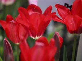 个人花卉摄影 郁金香 红色郁金香图片壁纸Tulip Flower Desktop wallpaper Tulip 郁金香壁纸 花卉壁纸