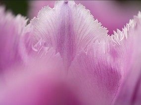 个人花卉摄影 郁金香 粉红色郁金香壁纸Tulip Flower Desktop wallpaper Tulip 郁金香壁纸 花卉壁纸