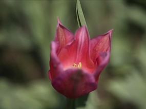 个人花卉摄影 郁金香 郁金香的图片壁纸Tulip Flower Desktop wallpaper Tulip 郁金香壁纸 花卉壁纸