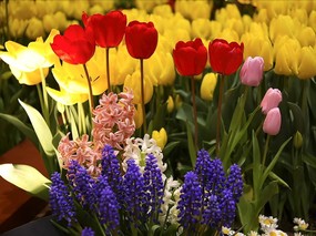 个人花卉摄影 郁金香 郁金香花园Tulip Flower Desktop wallpaper Tulip 郁金香壁纸 花卉壁纸