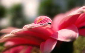  微距 鲜花上的水珠图片 微距之美-鲜花与水珠 花卉壁纸