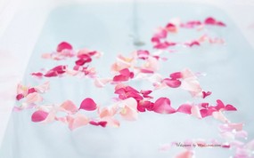 摄影 浪漫室内花卉摄影 温馨家居插花艺术 花卉壁纸