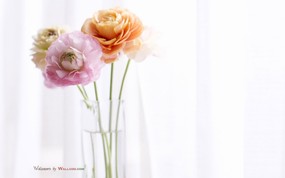 摄影 温馨室内花卉摆设 温馨家居插花艺术 花卉壁纸