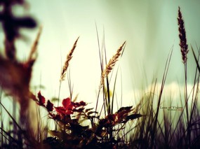  野草的天空 印象主义花草摄影 印象主义-LOMO风格花草随拍 花卉壁纸
