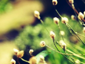  柔和明亮的自然 柔和诗意花草摄影 印象主义-LOMO风格花草随拍 花卉壁纸