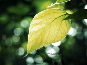  夏天的绿叶 捕捉自然之美壁纸 印象主义-LOMO风格花草随拍 花卉壁纸