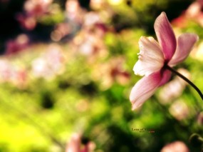  粉红花朵 柔和诗意风格摄影 印象主义-LOMO风格花草随拍 花卉壁纸