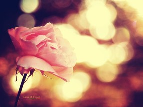  粉红的玫瑰 柔和诗意风格摄影 印象主义-LOMO风格花草随拍 花卉壁纸