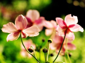  幸福的感觉 柔和粉红秋樱壁纸 印象主义-LOMO风格花草随拍 花卉壁纸