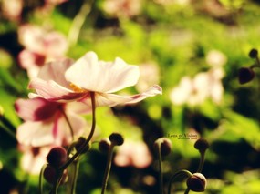  粉红秋樱 柔和诗意风格摄影 印象主义-LOMO风格花草随拍 花卉壁纸